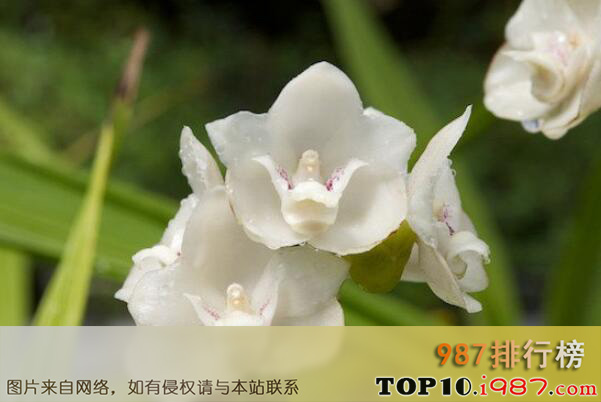 十大世界最稀有的花卉植物之鸽子兰