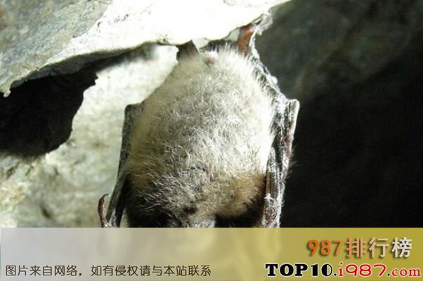 十大世界最能睡的动物之棕蝠