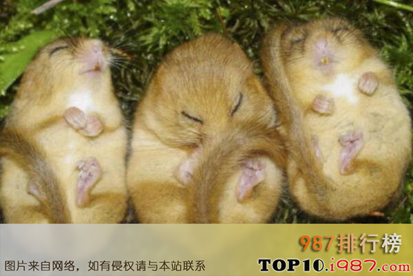 十大世界最能睡的动物之睡鼠