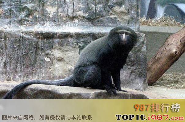 十大世界最能睡的动物之枭猴