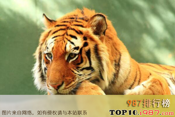 十大世界最能睡的动物之虎