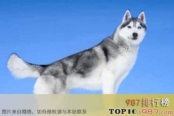 十大世界耐寒能力最强的动物之西伯利亚雪橇犬