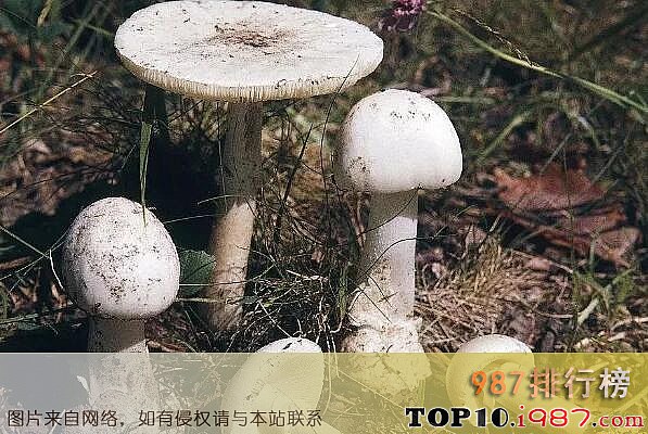 十大最毒的蘑菇之毁灭天使蘑菇