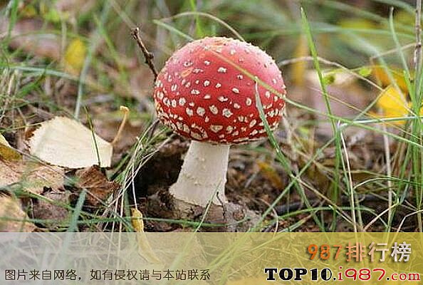 十大最毒的蘑菇之伞形毒菌
