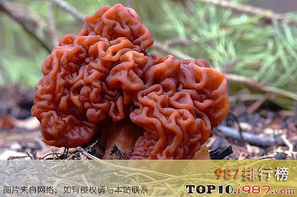 十大最毒的蘑菇之鹿花菌