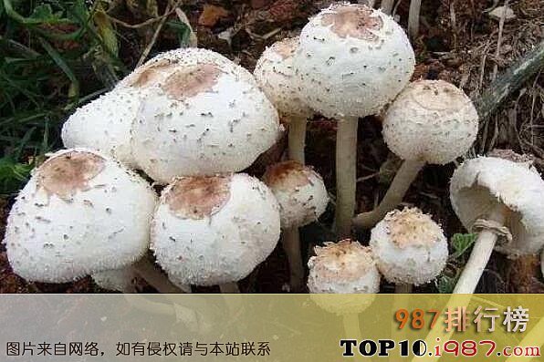 十大最毒的蘑菇之铅绿褶菇