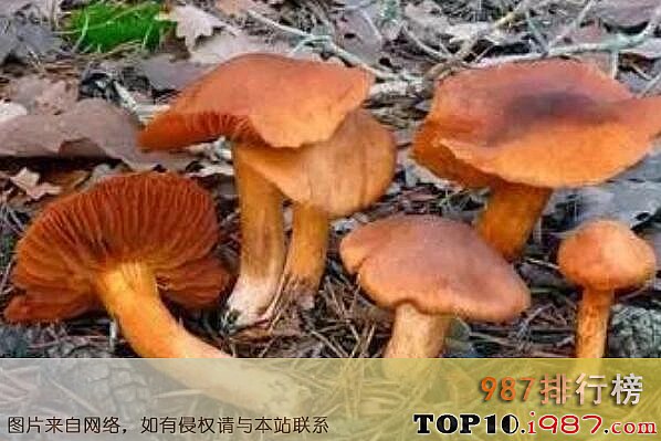 十大最毒的蘑菇之毒丝膜菌