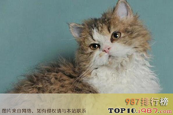 十大最丑的猫之德国卷毛猫