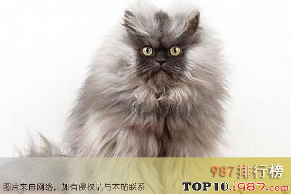 十大最丑的猫之喜马拉雅猫