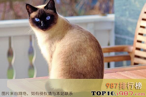 十大最丑的猫之暹罗猫