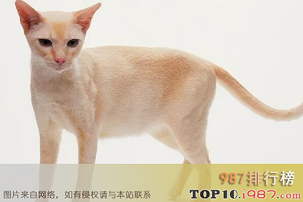 十大最丑的猫之重点色短毛猫