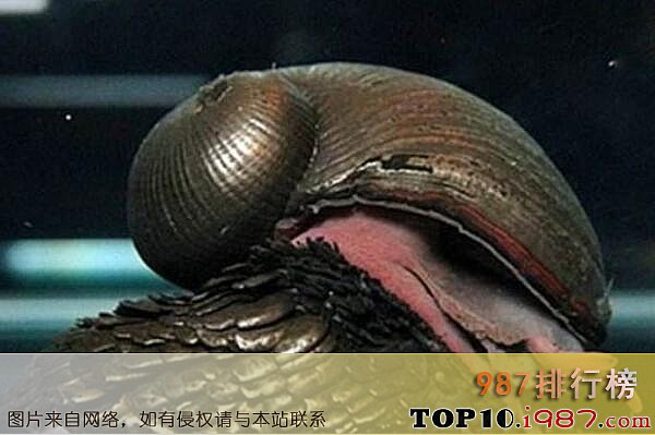 十大最神秘的海洋生物之鳞角腹足蜗牛