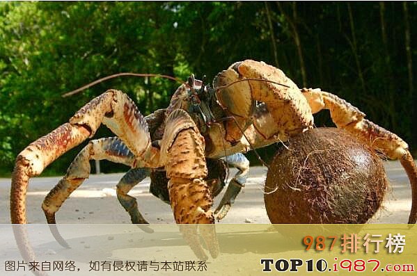 全球十大螃蟹品种排名 全球十大螃蟹品种排名之椰子蟹