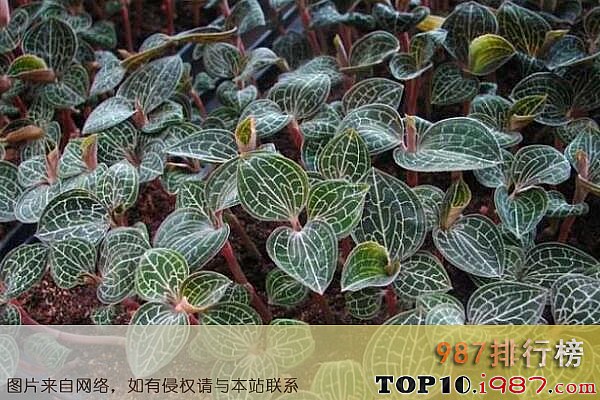 十大最值钱的药材之金线莲