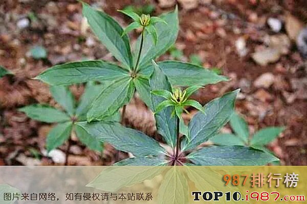 十大最值钱的药材之重楼