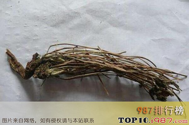十大最值钱的药材之大火草根