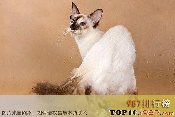 十大最聪明的猫之爪哇猫