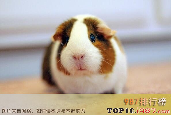 十大最受欢迎的宠物之荷兰猪
