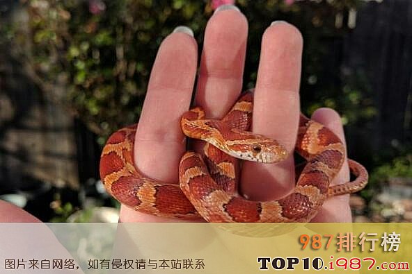十大最受欢迎的宠物之宠物蛇