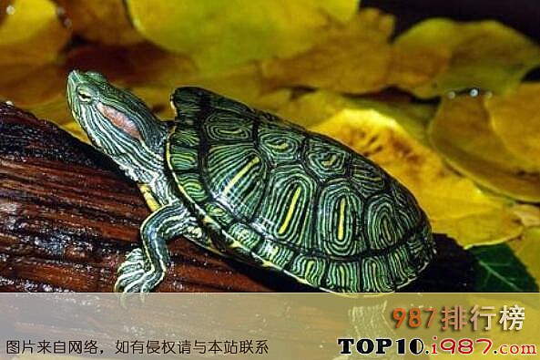 十大最受欢迎的宠物之巴西红耳龟