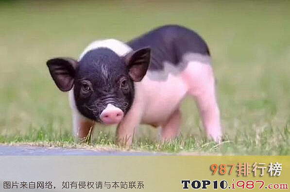 十大最受欢迎的宠物之小香猪