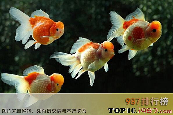 十大最受欢迎的宠物之金鱼