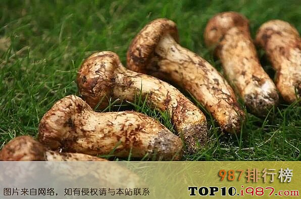 十大云南名贵野生菌之松茸