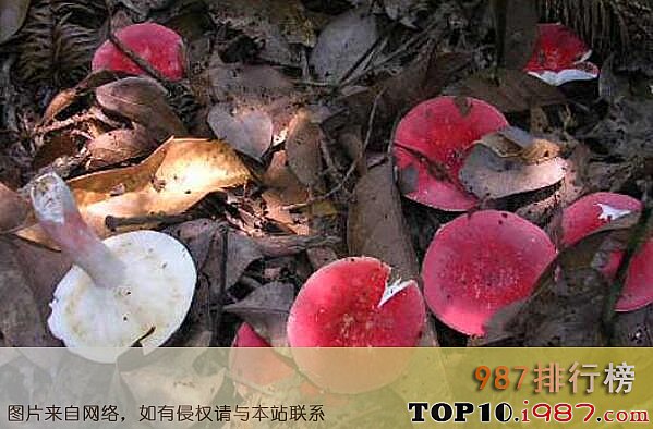 云南十大名贵野生菌之红菇