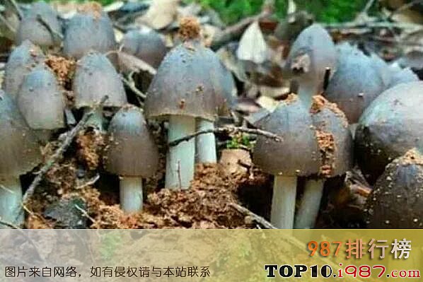 云南十大名贵野生菌之鸡枞菌