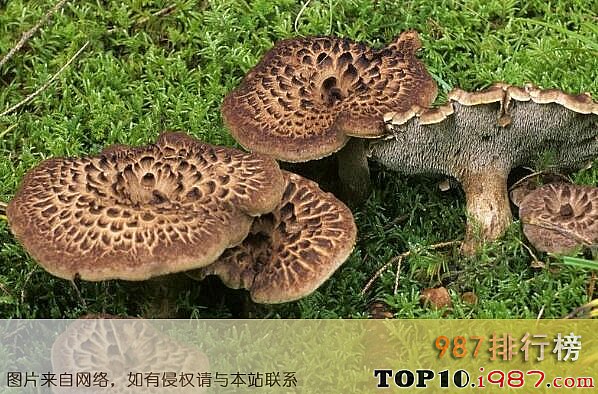 云南十大名贵野生菌 云南十大名贵野生菌之黑虎掌菌