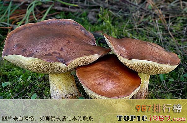 云南十大名贵野生菌 云南十大名贵野生菌之牛肝菌