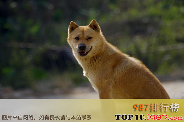 十大最认主的狗狗之中华田园犬