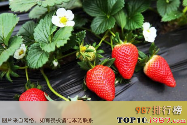 十大草莓品牌之京桃香