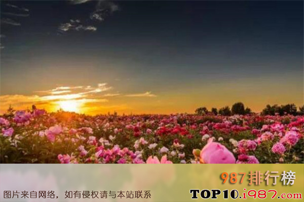 十大世界最著名的花海之保加利亚玫瑰谷