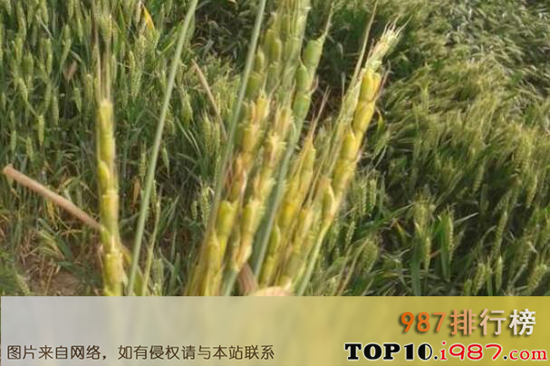 十大世界公认的恶性杂草之节节麦