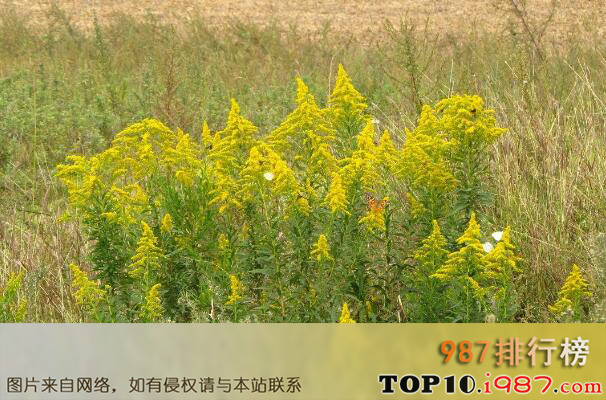 十大世界公认的恶性杂草之加拿大一枝黄花