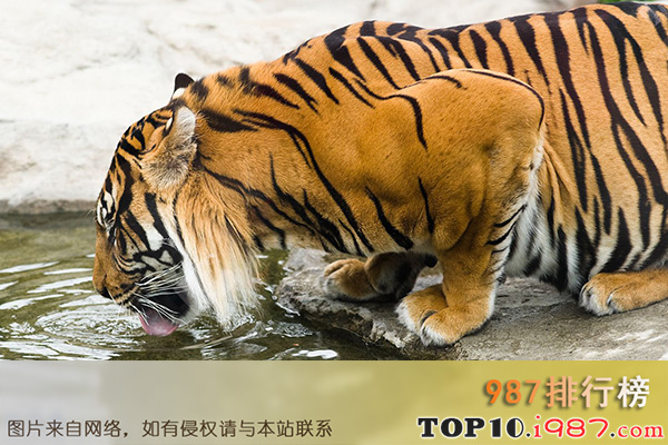 十大已灭绝的可爱动物之爪哇虎