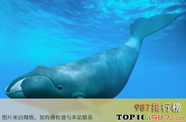 十大生物界的寿命最长的生物之弓头鲸