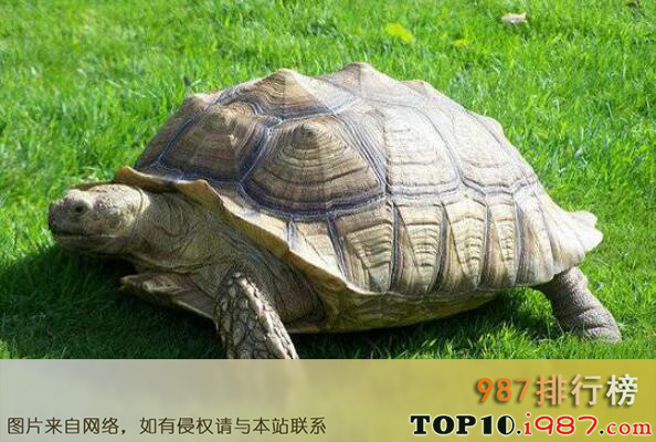 十大生物界的寿命最长的生物之乌龟