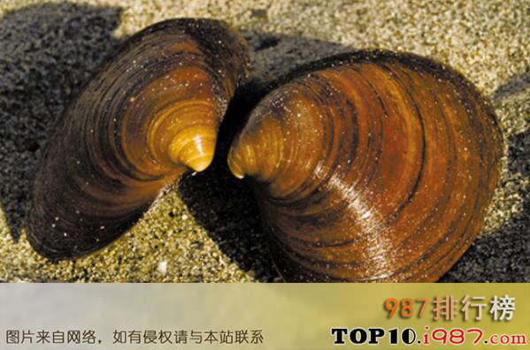 十大生物界的寿命最长的生物之圆蛤