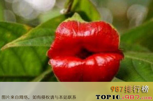 十大自然界长成精的奇葩植物之嘴唇花