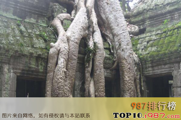 十大罕见大树之塔布茏寺的树木