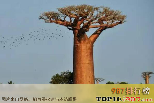 十大罕见大树之猴面包树