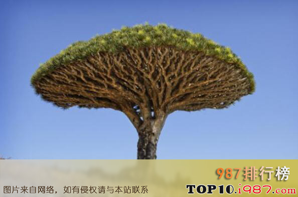 全球十大罕见大树之龙血树