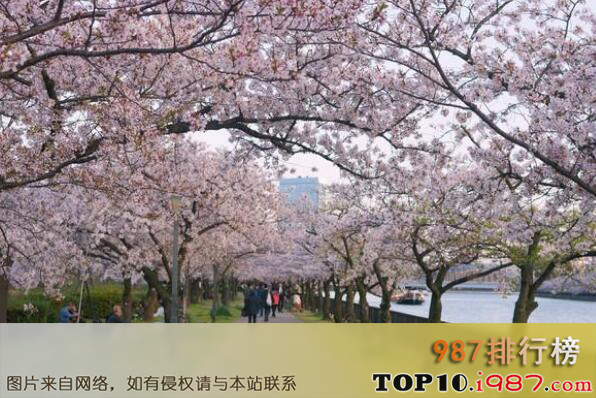 十大日本不可错过的赏樱名所之大阪毛马樱之宫公园