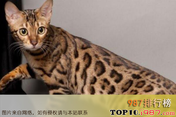 十大世界最名贵猫之阿瑟拉猫