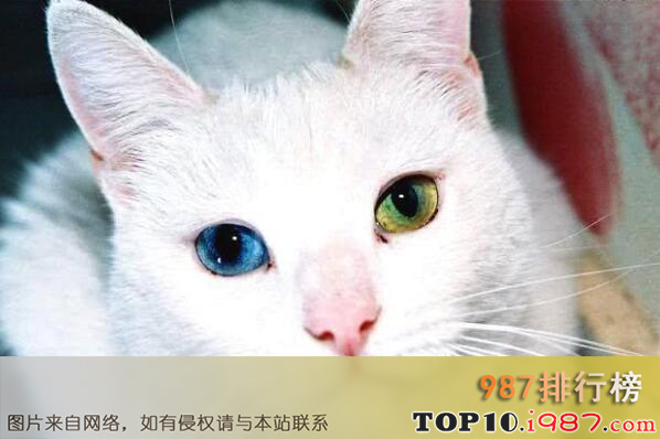 十大世界最名贵猫之泰国御猫