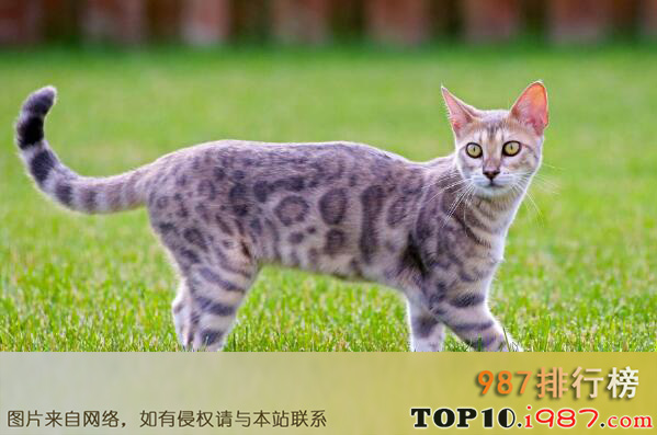 十大世界最名贵猫之孟加拉猫