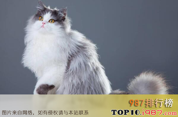 世界十大最名贵猫排行榜之波斯猫