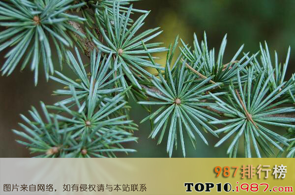 十大珍稀植物之银杉